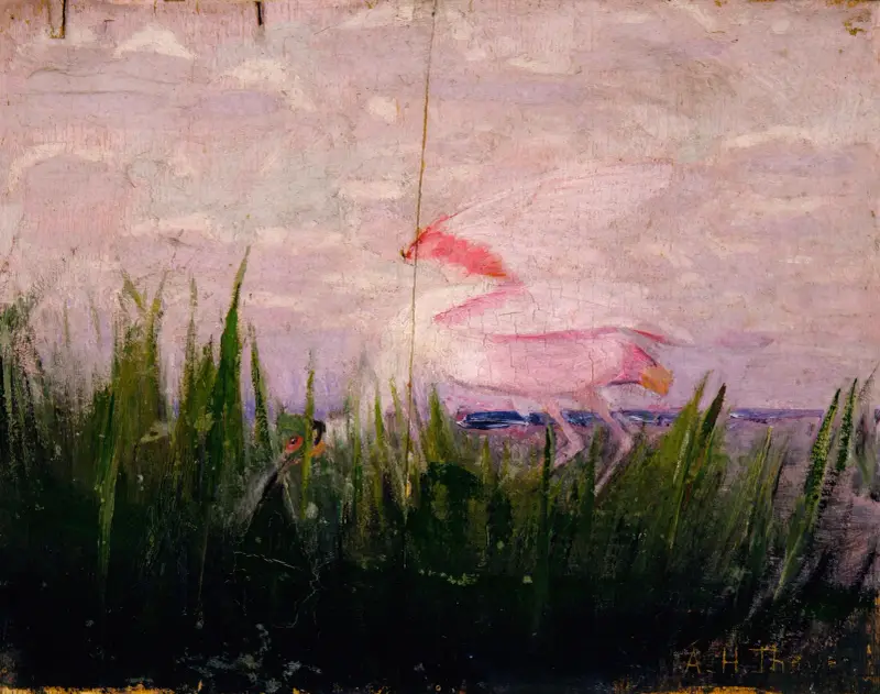 Roseate Spoonbill, study for book Concealing Coloration in the Animal Kingdom av Abbott Handerson Thayer