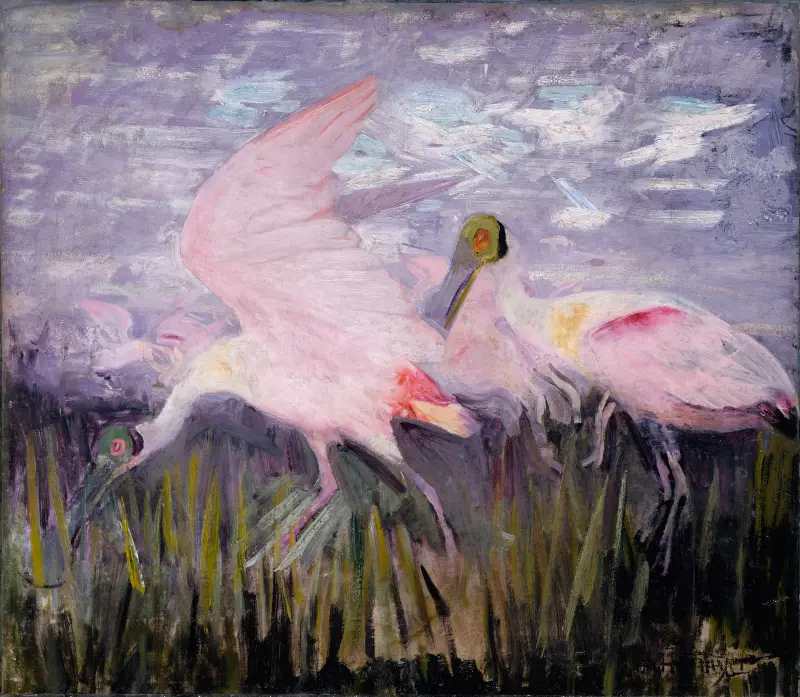 Roseate Spoonbills, study for book Concealing Coloration in the Animal Kingdom av Abbott Handerson Thayer