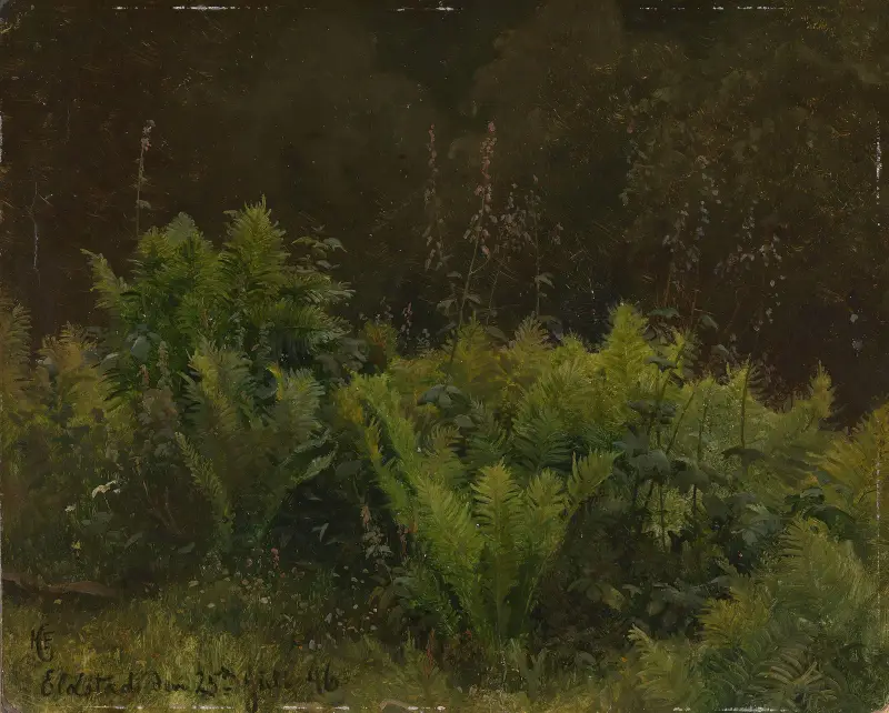 Study of Ferns av Hans Gude