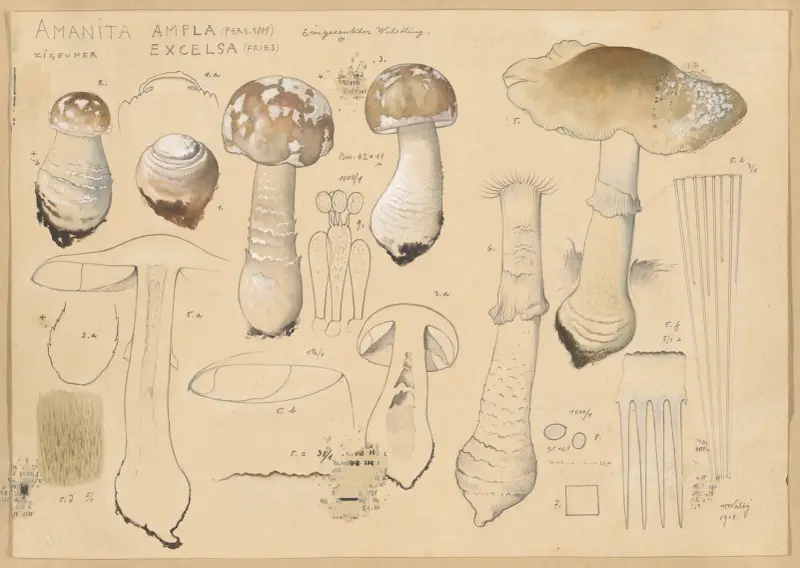 Amanita ampla (Pers. 1801), excelsa (Fries) av Hans Walty