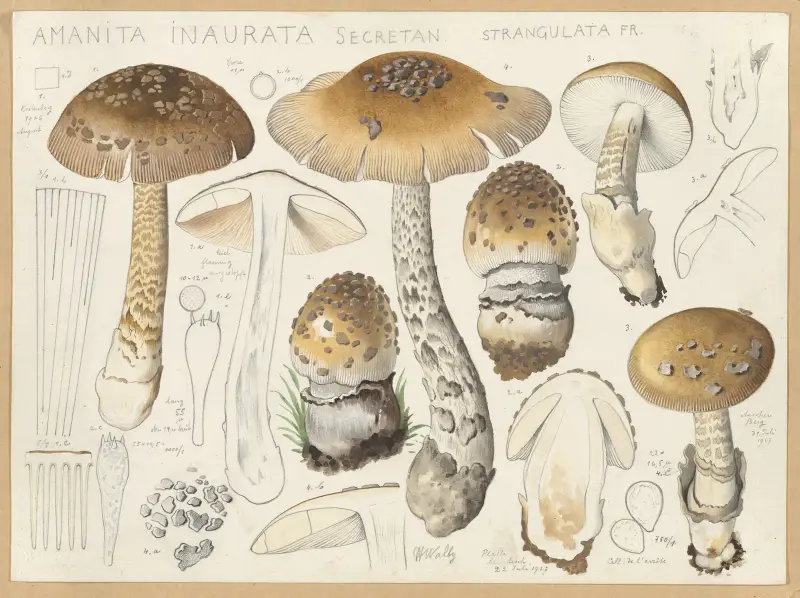 Amanita inaurata Secretan, strangulata Fr. av Hans Walty