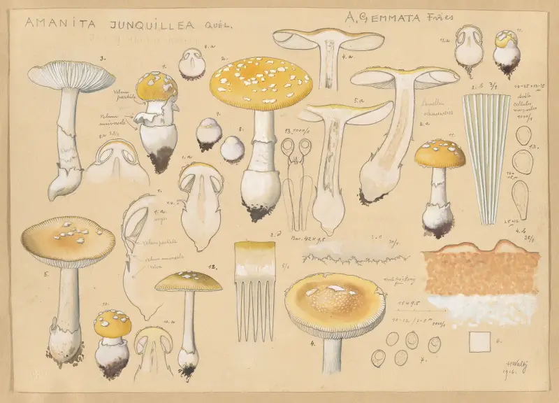 Amanita junquillea Quél. av Hans Walty