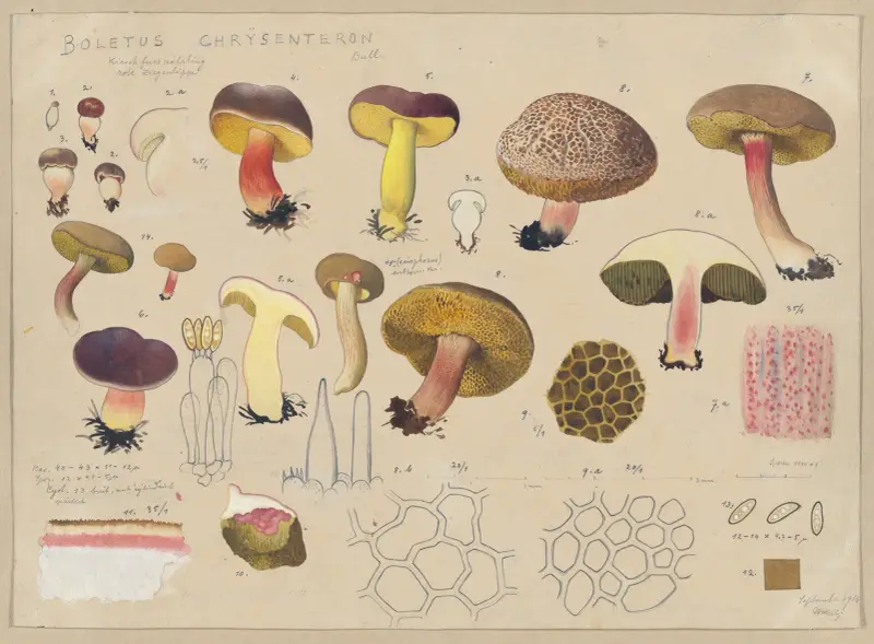 Boletus chrysenteron Bull. av Hans Walty