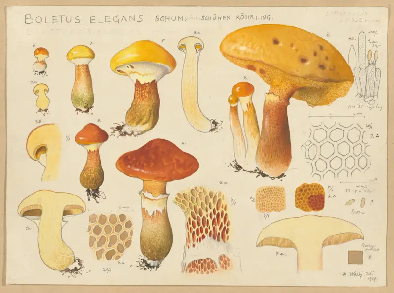 Boletus elegans Schum. von Hans Walty