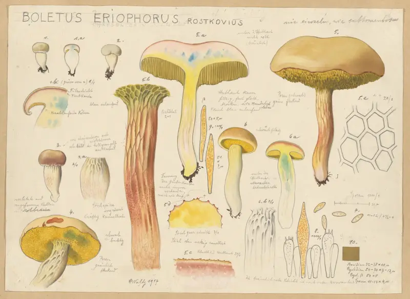 Boletus eriophorus Rostkovius av Hans Walty