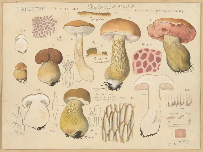 Boletus felleus Bull., Thylopilus felleus Fr. av Hans Walty