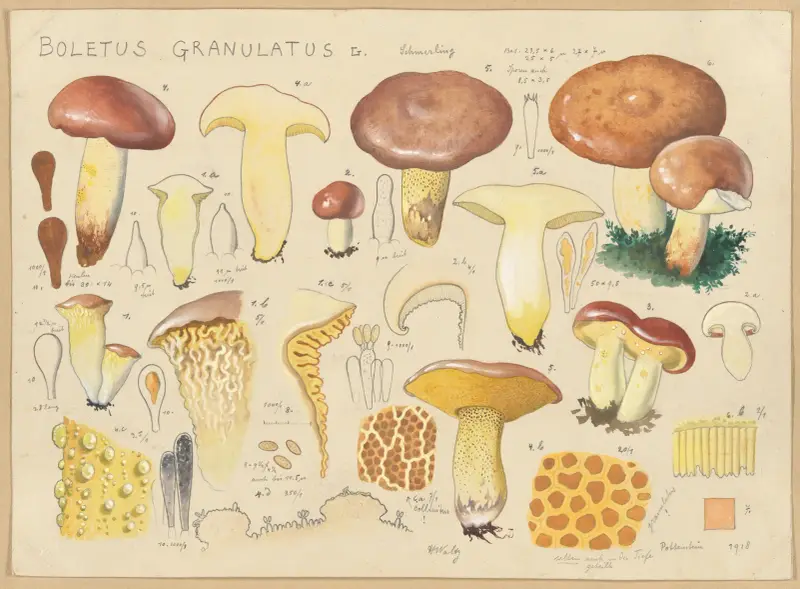 Boletus granulatus L. av Hans Walty