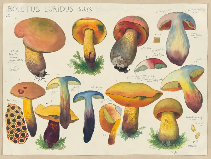 Boletus luridus Schff. 2 av Hans Walty