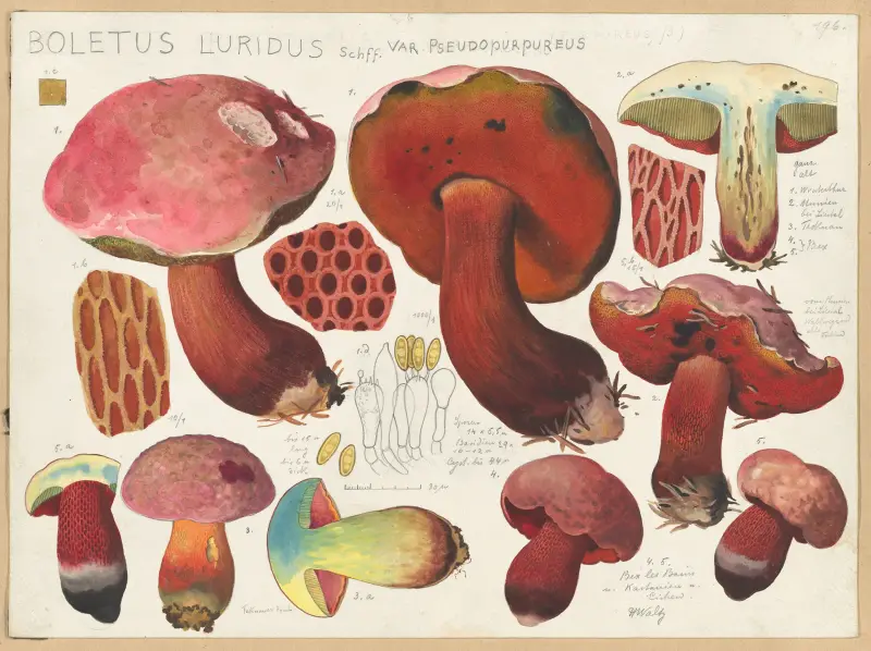 Boletus luridus Schff. var. pseudopurpureus av Hans Walty