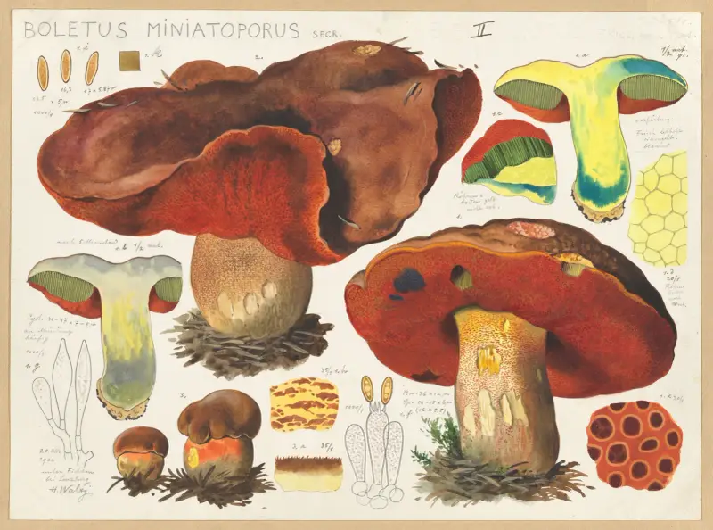 Boletus miniatoporus Secr. av Hans Walty