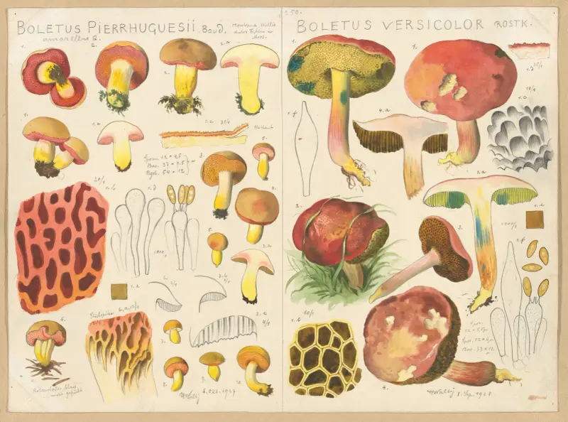 Boletus pierrhuguesii, Boletus versicolor av Hans Walty