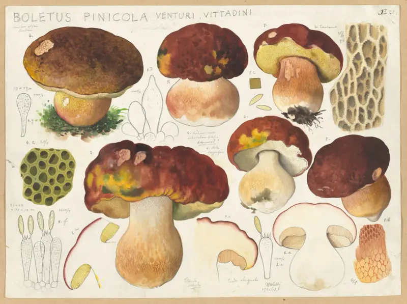 Boletus pinicola Venturi, Vittadini av Hans Walty