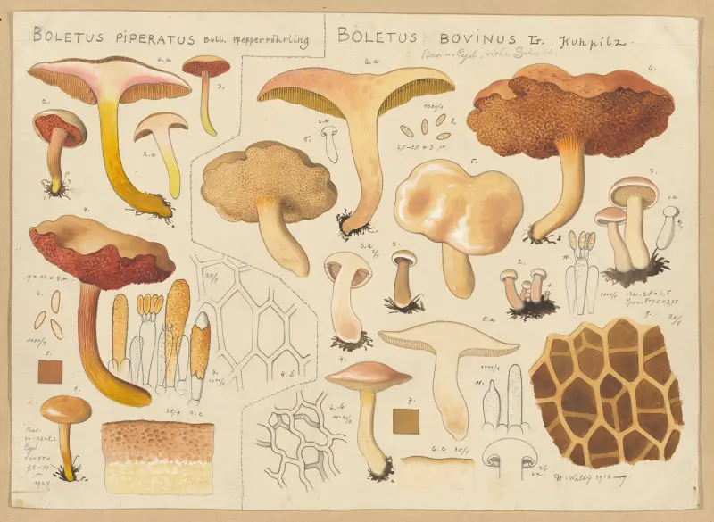 Boletus piperatus, Boletus bovinus av Hans Walty