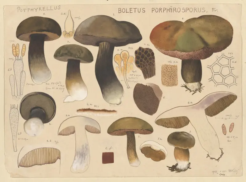 Boletus porphyrosporus Fr. av Hans Walty