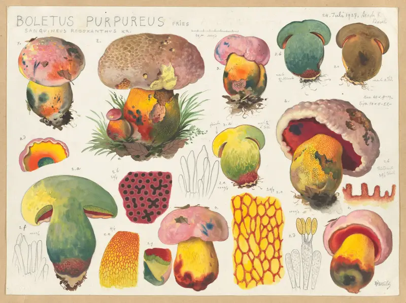 Boletus purpureus Fries sanguineus rodoxanthus Kr. av Hans Walty