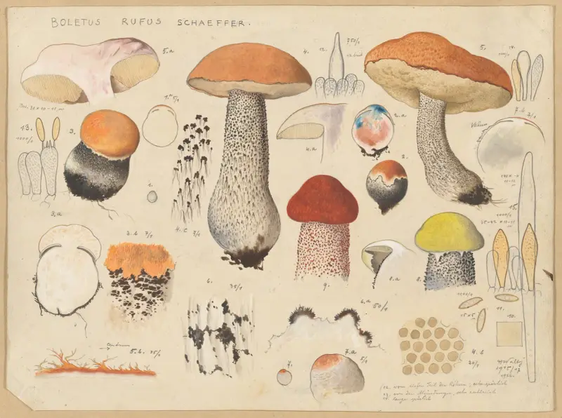 Boletus rufus Schaeffer. von Hans Walty