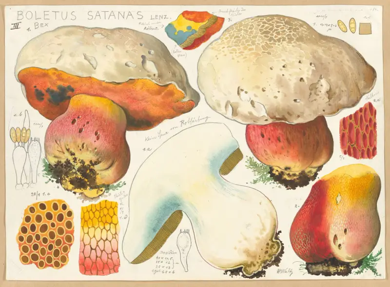 Boletus satanas Lenz. 3 av Hans Walty
