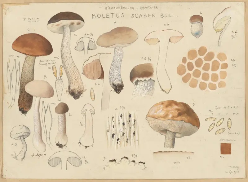 Boletus scaber Bull. av Hans Walty