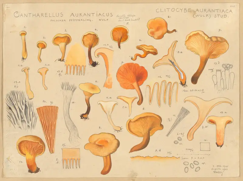 Cantharellus aurantiacus Wulf av Hans Walty