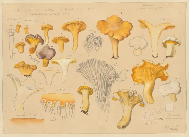 Cantharellus cibarius Fries. av Hans Walty