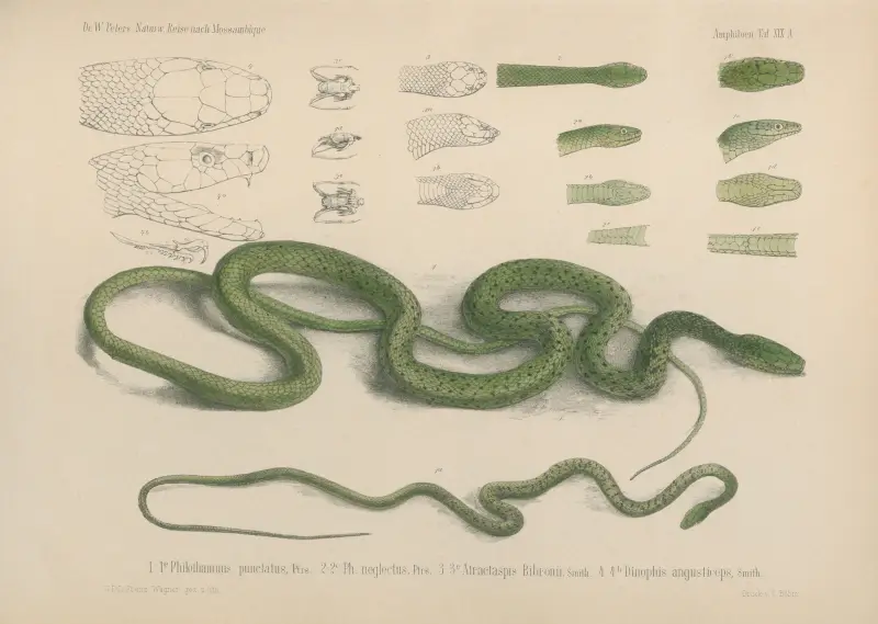 1 – 1e Philothammus punctatus, 2 – 2c Ph. neglectus, 3 – 3e Atractaspis Bibronii, 4 – 4b Dinophis angusticeps, Wilhelm Karl Hartwich Peters