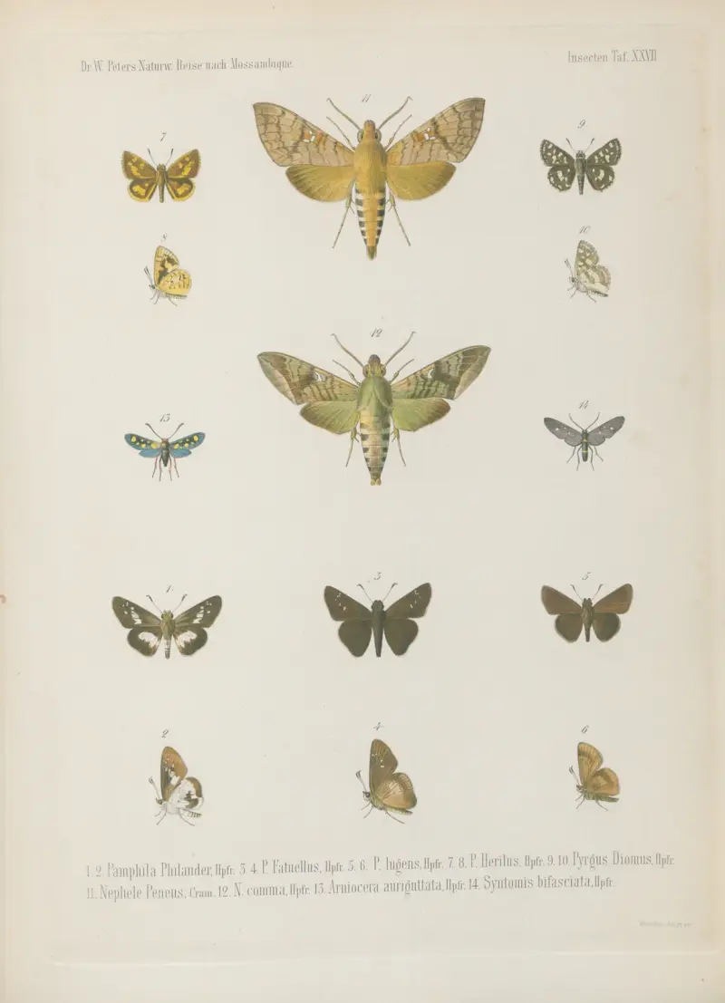 1.2.3. Chrysophanus Perion, Cram. 4.5. Lycaena Calice 6.7.8. L. Sybaris 9.10. L. Jobates 11. 12. L. Osiris 13.14.15. L. Asopus 16.17. Abantis tettensis, Wilhelm Karl Hartwich Peters