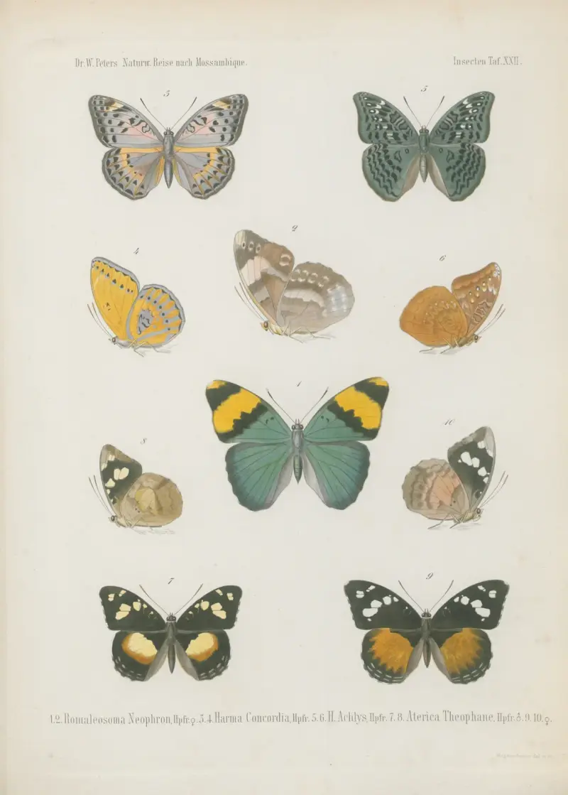 1.2. Anthocharis Jone, Bsd. 3.4. 5.6. Var. 7. 8. Pieris Thysa 9.10. 11.12. P. Agathina, Cr., Wilhelm Karl Hartwich Peters