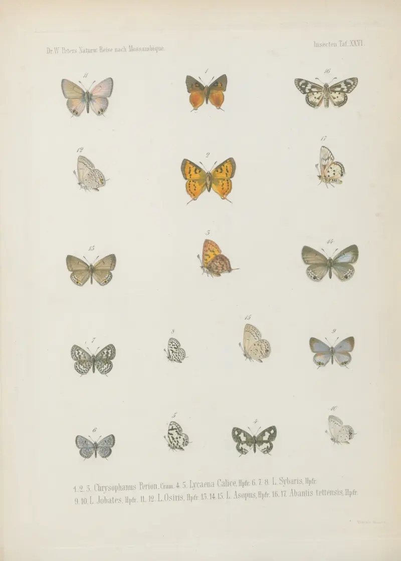 1.2. Erebia Panda, Bsdvl. 3.4. Mycalesis Eusirus 5.6. M. Evenus 7_9. Dipsas Antalus 10.11. Jolaus Orejus 12_14. J. Caeculus av Wilhelm Karl Hartwich Peters