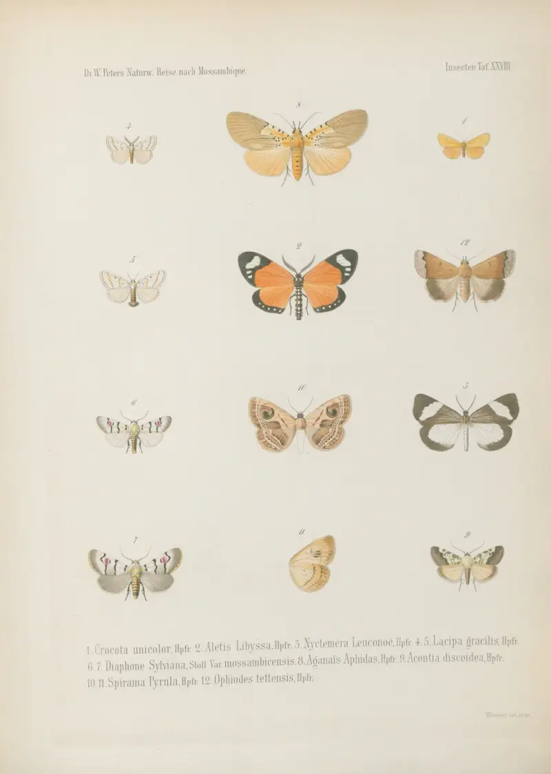 1.2. Pamphila Philander 3.4. P. Fatuellus 5.6. P. lugens 7.8. P. Herilus 9.10. Pyrgus 11. Nephele Peneus, Cram. 12. N. comma 13. Arniocera auriguttata 14. Syntomis bifasciata av Wilhelm Karl Hartwich Peters
