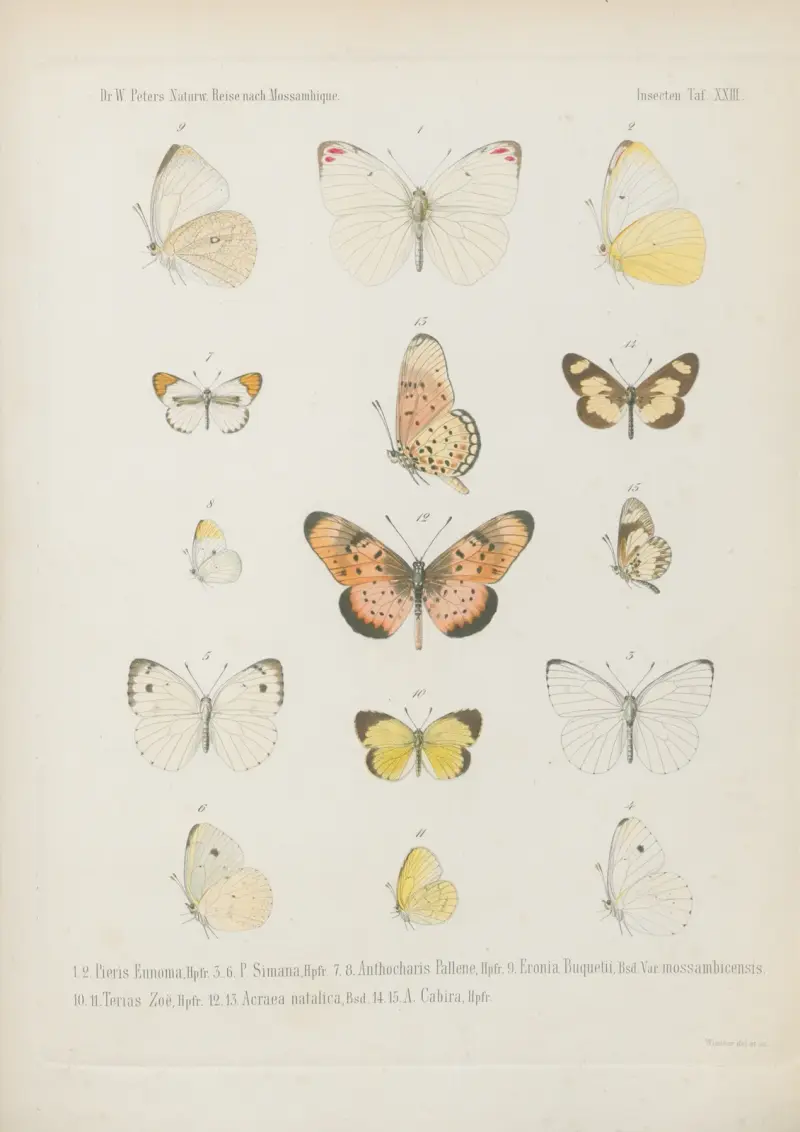 1.2. Romaleosoma Neophron 3.4. Harma Concordia 5.6. H. Achlys 7.8. Aterica Theophane 9.10., Wilhelm Karl Hartwich Peters