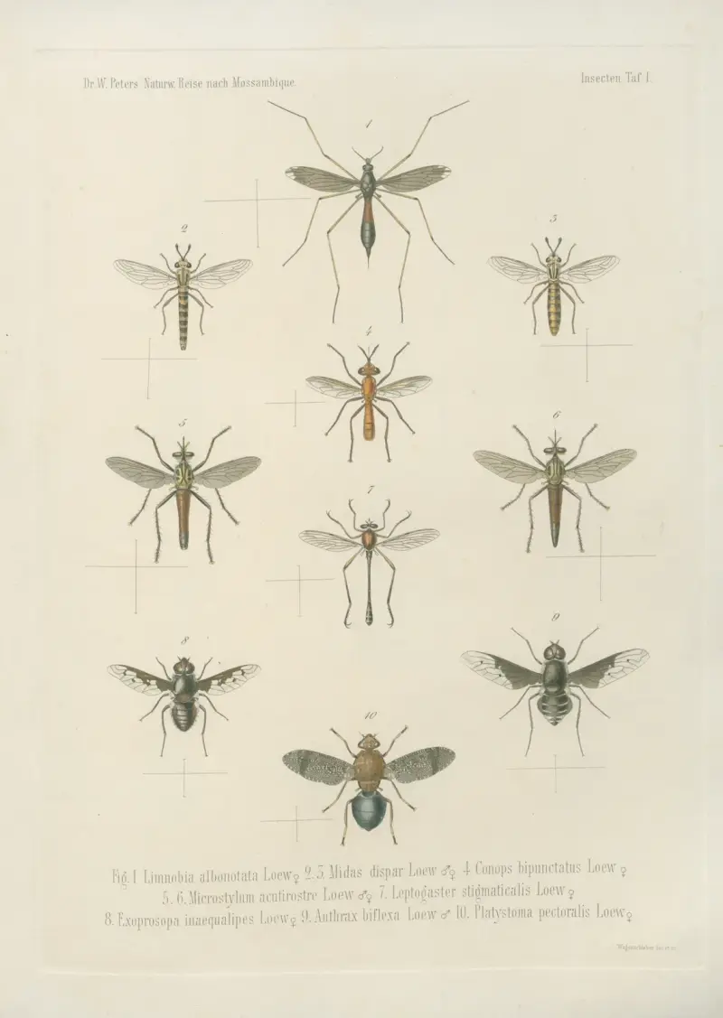 1.2. Spirostreptus gigas 3. Sp. flavifilis 4. Sp. semilumaris 5. Sp. stylifer 6. Sp. ornatus 7. Sp. dimidiatus 8. Spirobolus crassicollis 9. Sp. luchrosus 10. Julus sabulosus, L. av Wilhelm Karl Hartwich Peters