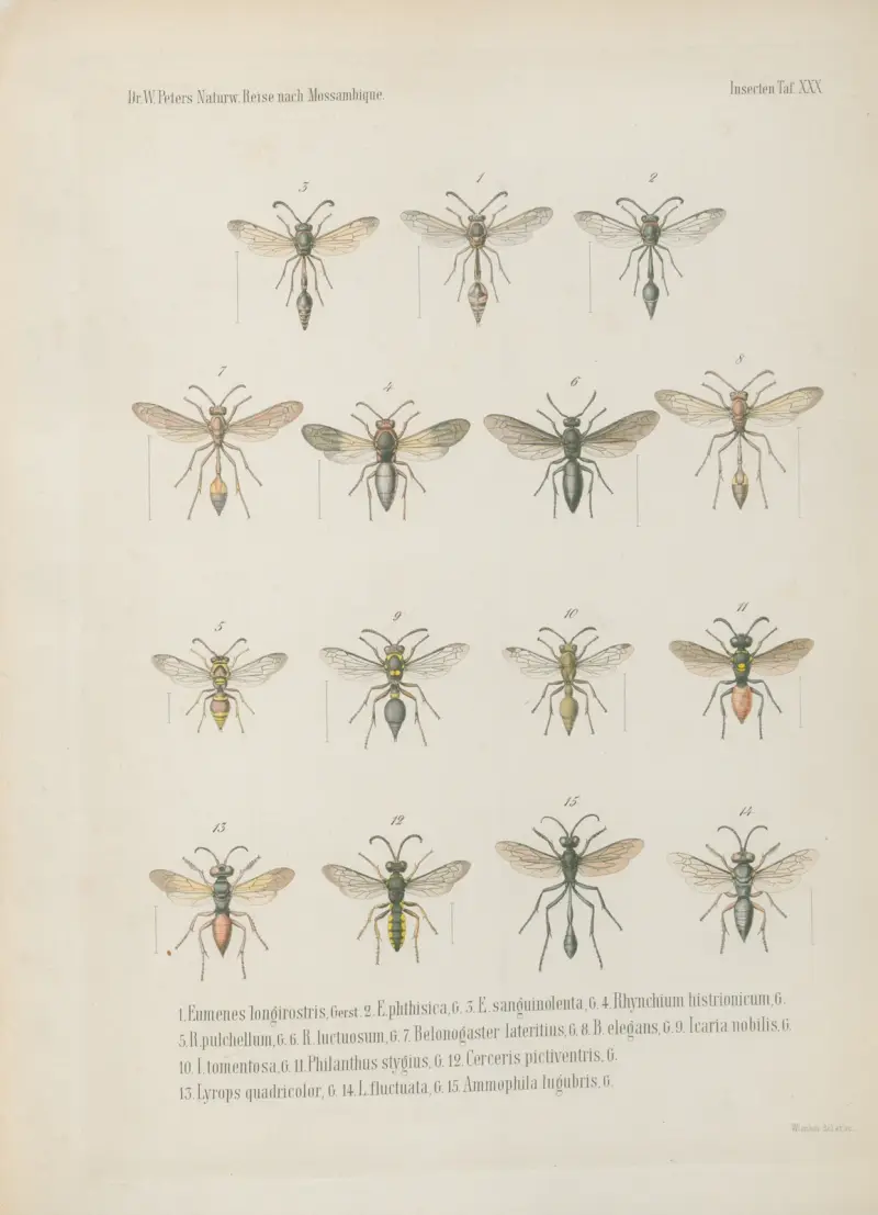 1.2. Xylocopa lateritia, Sm. mas. fem. 3. X. caffra, L. fem. var. 4. X. lugubris fem. 5. Anthophora flavicollis fem. 6. Lipotriches abdominalis 7.8. Euaspis rufiventris mas. fem. 9. Megachile felina fem. 10. M. bombiformis mas. 11. M. larvata mas. 12. M. chrysorrhoea fem. 13. M. xanthopus mas. 14. M. curtulafem. 15.M. gratiosa fem. 16. Nomia vulpina mas., Wilhelm Karl Hartwich Peters