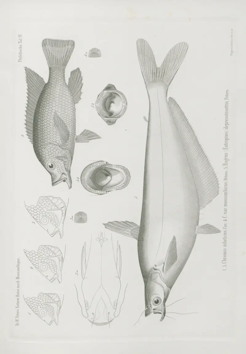 1-3. Chromis niloticus 4. C. var. mossambicus 5. Bagrus (Eutropius) depressirostris, Wilhelm Karl Hartwich Peters