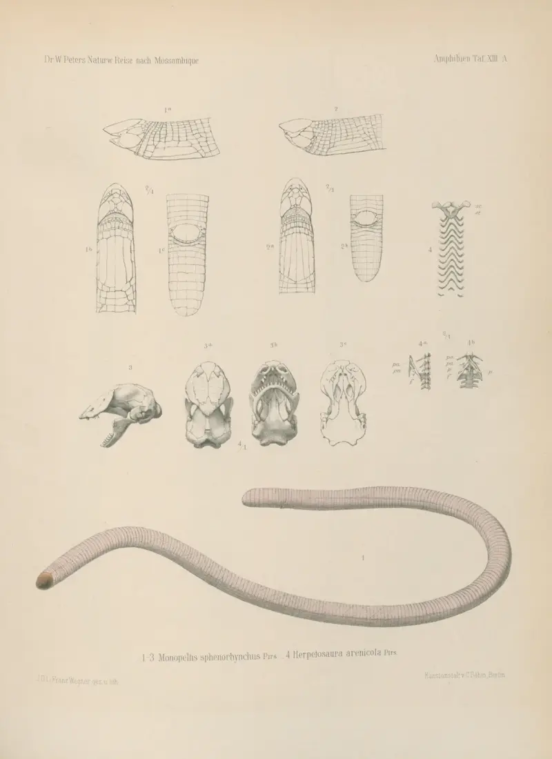 1-3. Monopeltis sphenorhynchus, 4. Herpetosaura arenicola, Wilhelm Karl Hartwich Peters