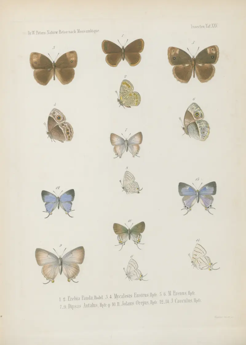 1_4. Acraea Petraea, Bsdvl. 5_8. A. Oncaea 9.10. Neptis Marpessa 11_14. Harma Theobene, Doubl. av Wilhelm Karl Hartwich Peters