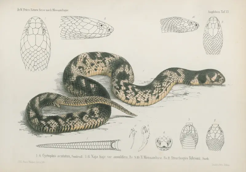 1 – 6. Cyrtophis scutatus, 7. 8. Naja haje var; annulifera, 9. 10. N. Mossambica, 11. Atractaspis Bibronii, Wilhelm Karl Hartwich Peters