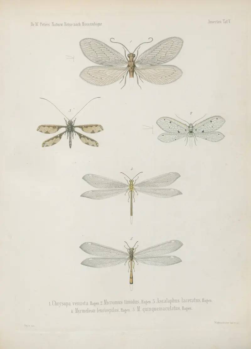 1_8. Termes dirus 9_17. T. trinervius 18._21. T. Mossambicus 22. T. incertus av Wilhelm Karl Hartwich Peters