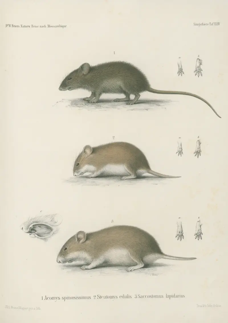 1. Acomys spinosissimus. 2. Steatomys edulis. 3. Saccostomus lapidarius, Wilhelm Karl Hartwich Peters