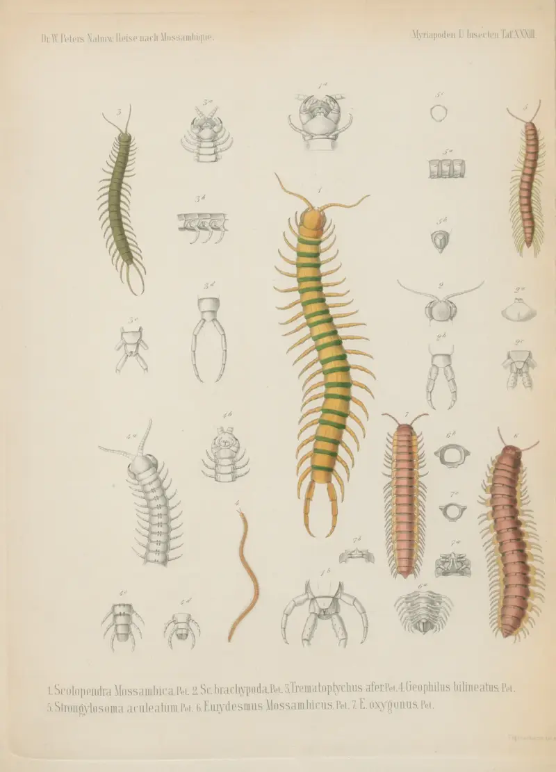 1. Aenictus fuscovarius 2. Anomma molesta 3. Ponera cribrinodis 4. P. laeviuscula 5. P. crassicornis 6. Hoplomyrmus schistazeus 7. Formica longipes 8. Carebara colossus 9. Heptacondylus eumenoides 10. Crematogaster tricolor 11. Bracon flagrator 12. B. flavoguttatus. G. 13. B. jocosus 14. Agathis tricolor 15. Chelonus Tettensis av Wilhelm Karl Hartwich Peters