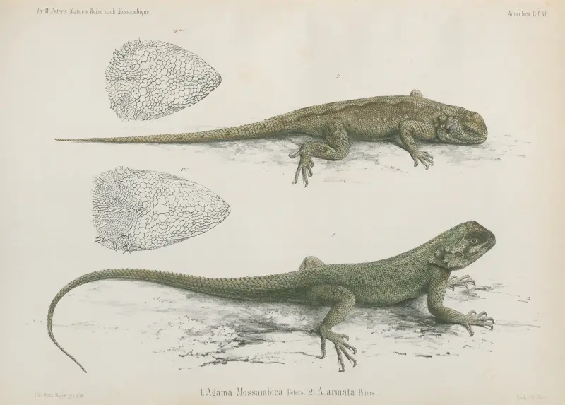 1. Agama Mossambica 2. A. armata, Wilhelm Karl Hartwich Peters