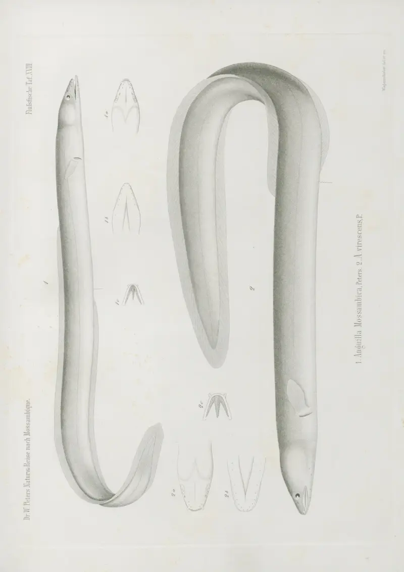 1. Anguilla Mossambica 2. A. virescens, Wilhelm Karl Hartwich Peters