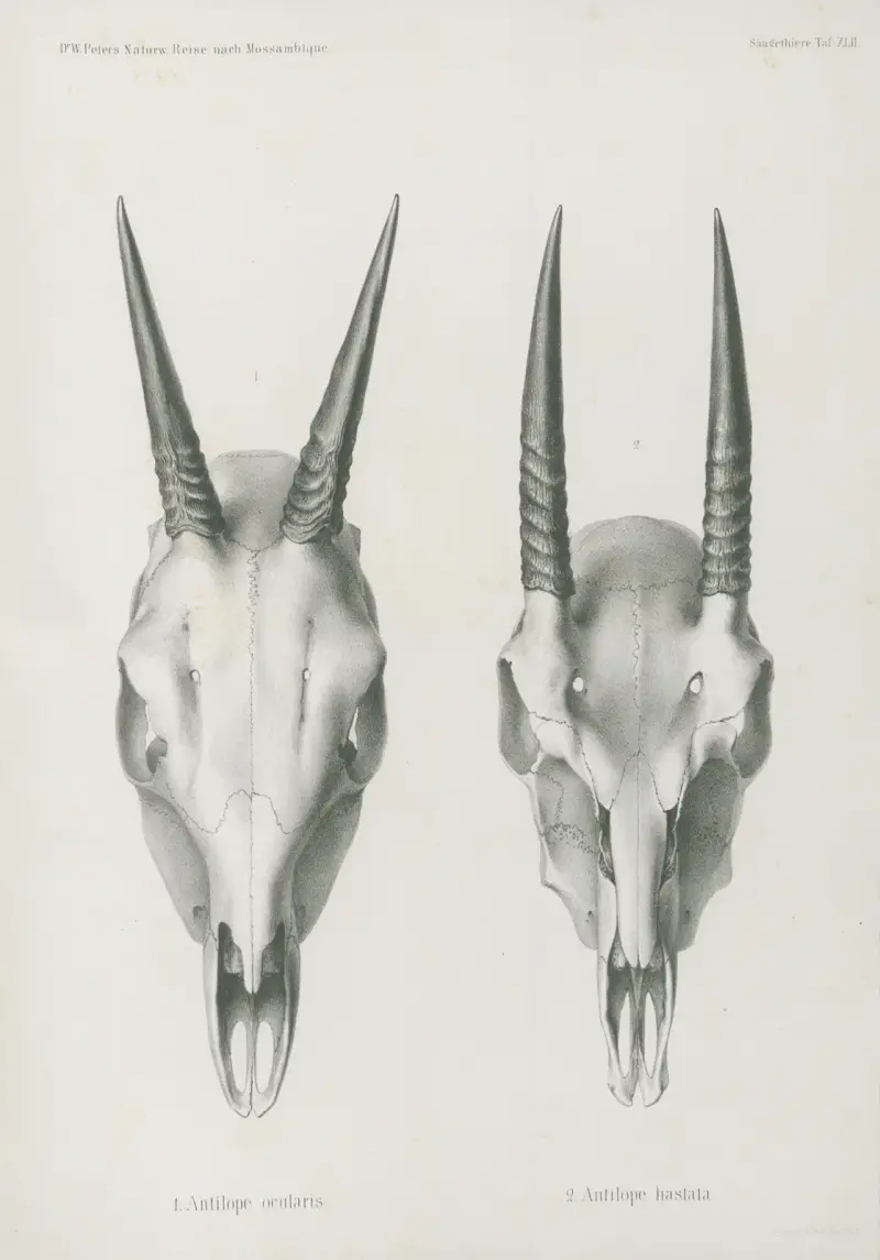 1. Antilope ocularis. 2. Antilope hastata, Wilhelm Karl Hartwich Peters