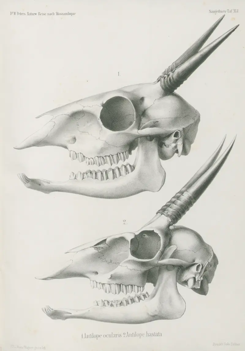 1. Antilope ocularis. 2. Antilope hastata, Wilhelm Karl Hartwich Peters