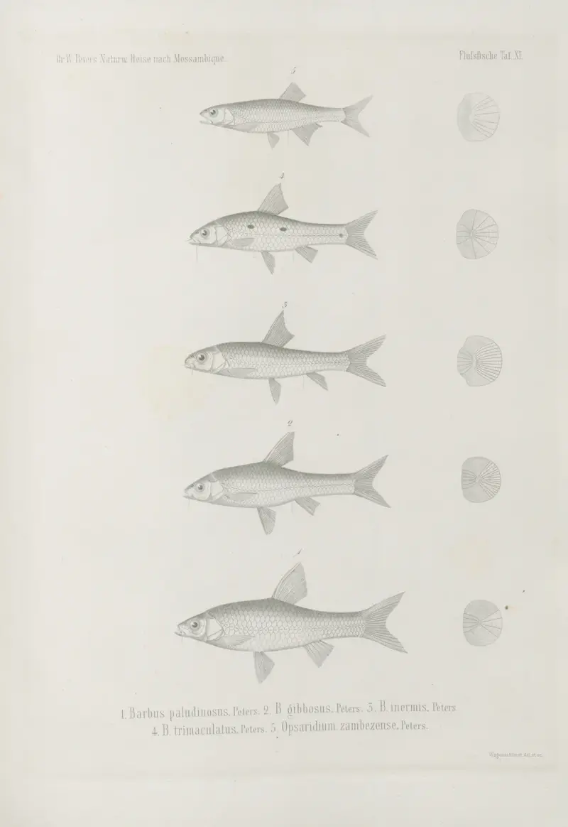 1. Barbus paludinosus 2. B. gibbosus 3. B. inermis 4. B. trimaculatus 5. Opsaridium zambezense, Wilhelm Karl Hartwich Peters