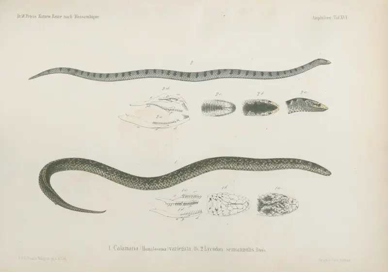 1. Calamaria (Homalosoma) variegata, 2. Lycodon semianulis, Wilhelm Karl Hartwich Peters