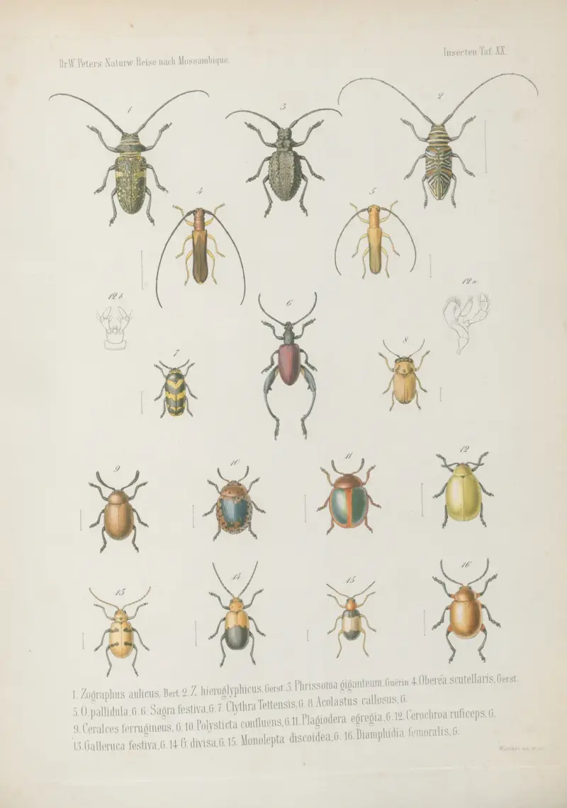 1. Cerambyx incultus 2. Obrium murinum 3. Callichroma heterocnemis 4. C. leucorhaphis 5. C. ruficrus 6. Closteromerus insignis 7. Compsomera speciosissima 8. Ceroplesis militaris 9. Cymatura bifasciata, Grst. 10. Rhaphidopsis melaleuca 11. 12. Tragocephala variegata, Bertol. 13. T. frenata, Wilhelm Karl Hartwich Peters