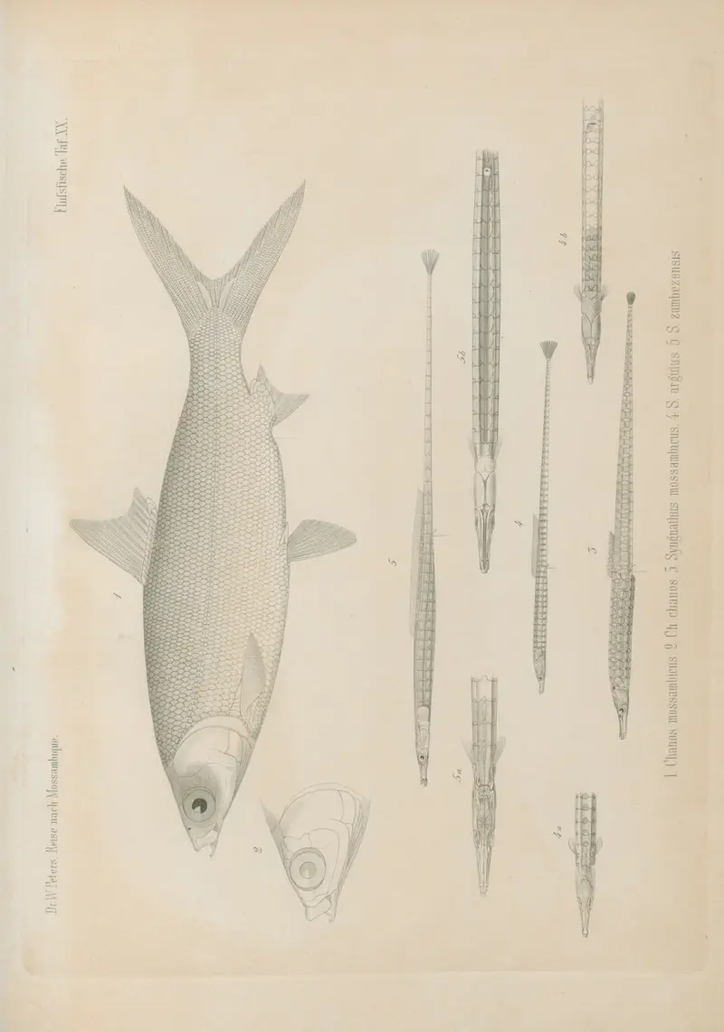 1. Chanos mossambicus. 2. Ch. chanos. 3. Syngnathus mossambicus. 4. S. argulus. 5. S. zambezensis., Wilhelm Karl Hartwich Peters