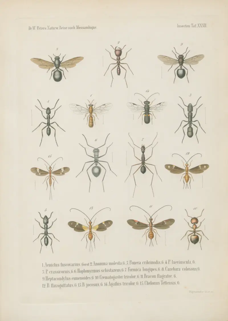 1. Chlorion fulvipes 2. C. subcyaneum 3. Pompilus irpex 4.5. Mutilla Guineensis, Fabr. mas. fem. 6. M. aestuans 7. M. Tettensis 8. M. bilunata 9. Meria semirufa 10. Myzine cingulata 11. Scolia pardalina 12.13. S. mansueta mas. fem. 14. Dorylus badius 15. D. diadema av Wilhelm Karl Hartwich Peters
