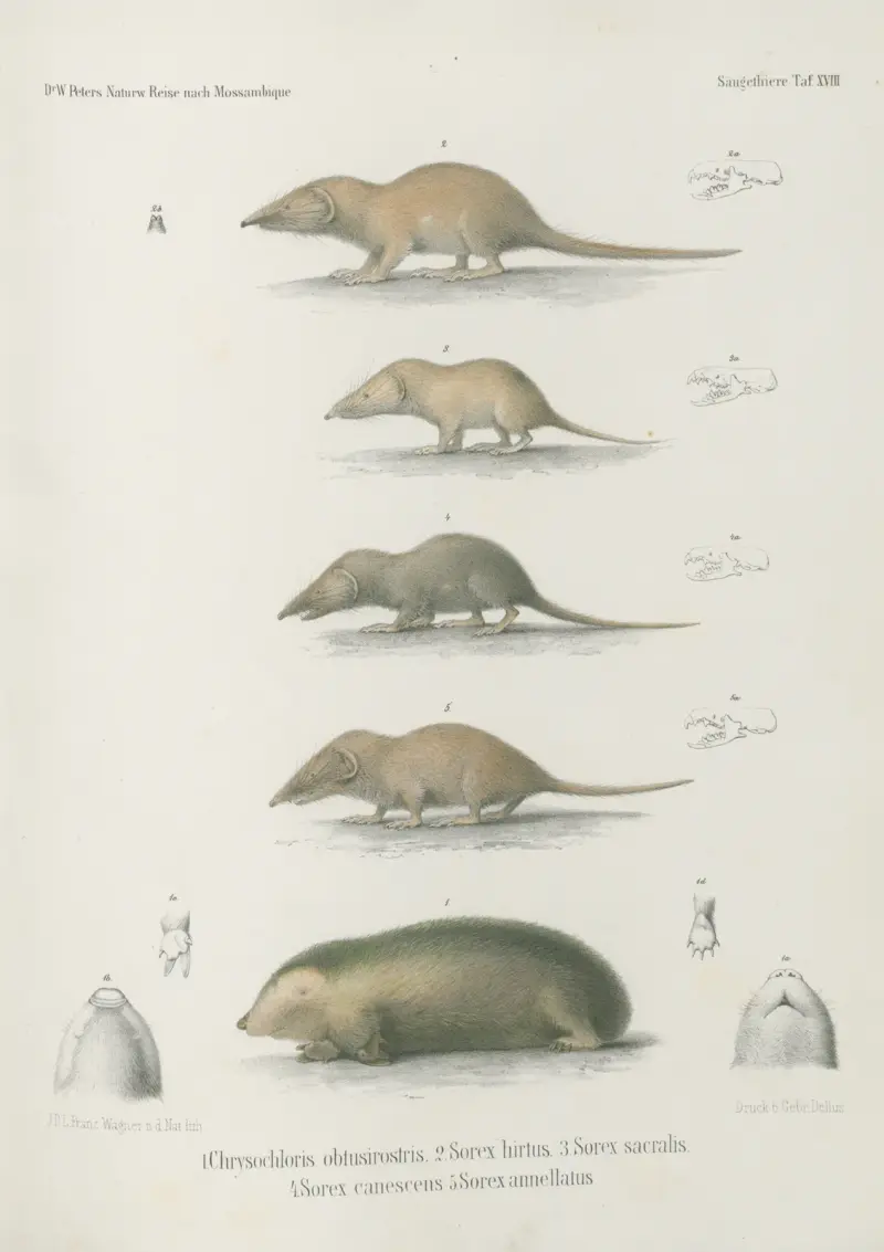 1. Chrysochloris obtusirostris. 2. Sorex hirtus. 3. Sorex sacralis. 4. Sorex canescens 5. Sorex annellatus, Wilhelm Karl Hartwich Peters