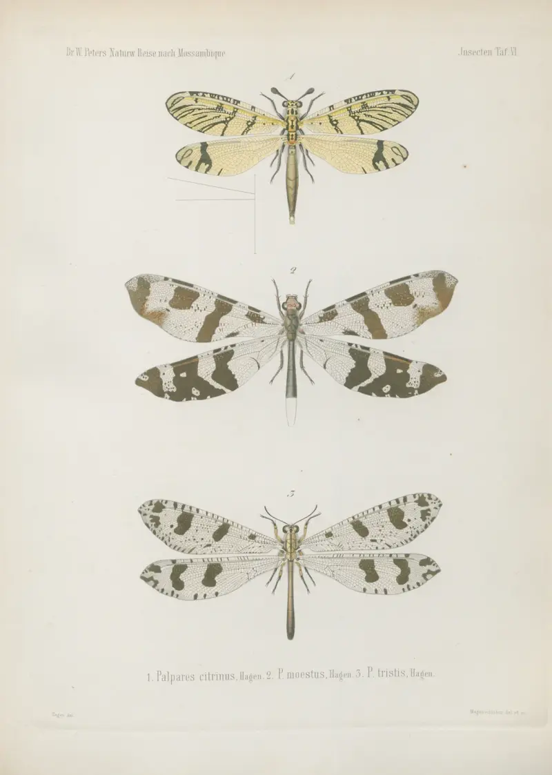 1. Chrysopa venusta 2. Micromus timidus 3. Ascalaphus laceratus 4. Myrmeleon leucospilos 5. M. quinquemaculatus, Wilhelm Karl Hartwich Peters